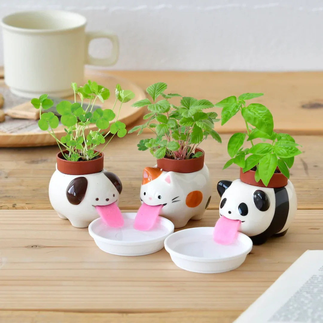 Peropon Plant - Growing Garden